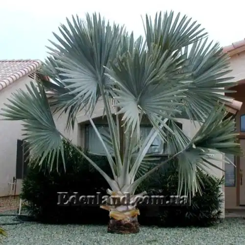 Изображение Бисмаркия благородная серебристая - Bismarckia nobilis Silver