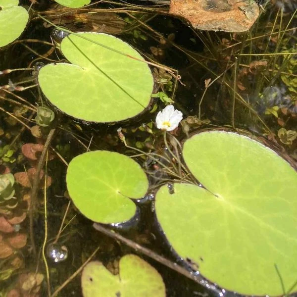 Изображение Нимфоидес водный - Nymphoides aquatica 