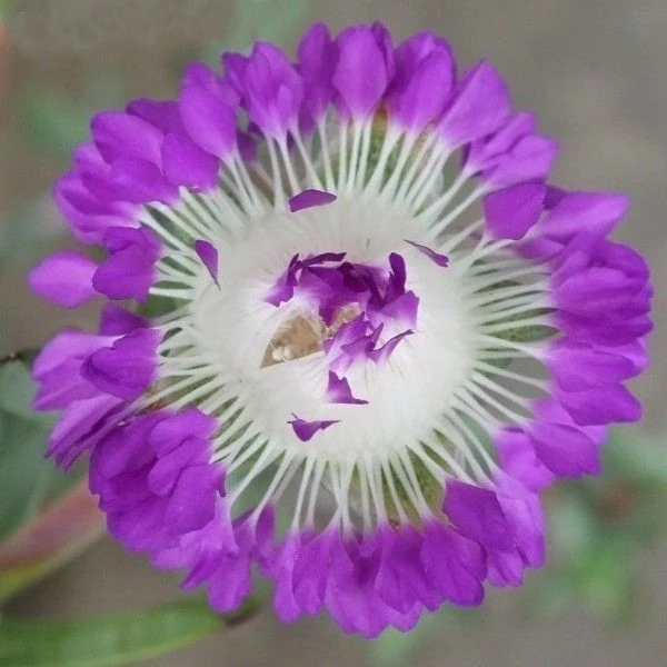 Эрепсия Пилланс  - Erepsia pillansii