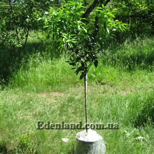 Изображение Апельсины,  мандарины, лимоны и клементины крупномеры.