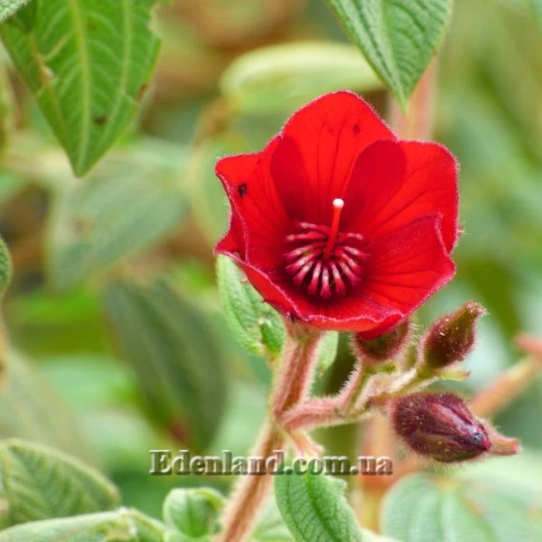 Зображення Тібухіна гросса - Tibouchina grossa