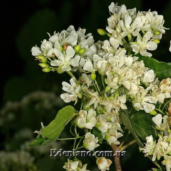 Зображення Домбея цимоза   - Dombeya cymosa