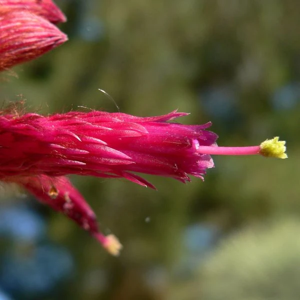 Зображення Клейстокактус Штрауса - Cleistocactus strausii 