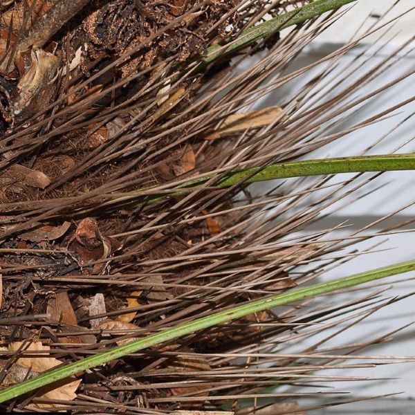 Зображення голки на стовбурі