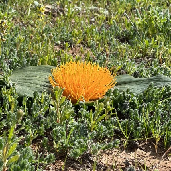 Зображення Даубенія капська - Daubenya capensis 