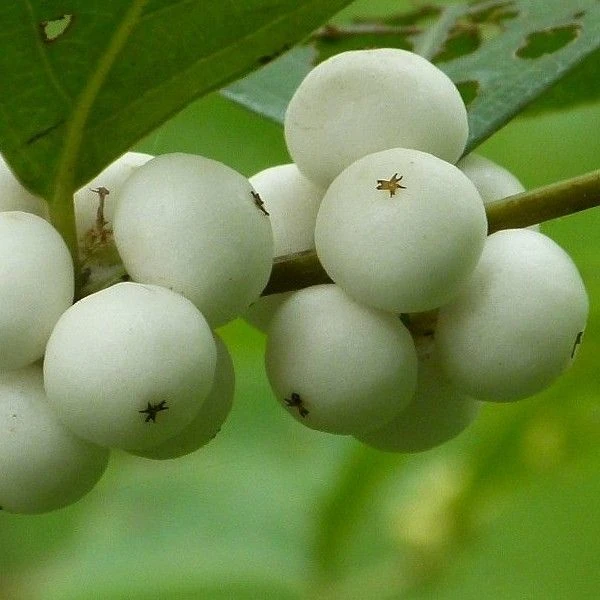 Зображення Флюгея отруйна - Flueggea virosa 