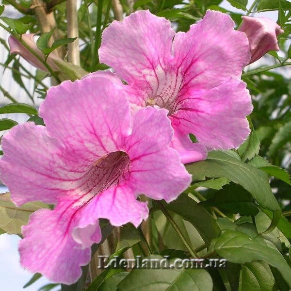 Изображение Подранея Рикасоля - Podranea ricasoliana