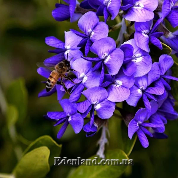 Зображення квіти