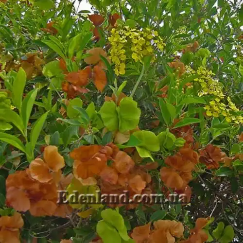 Изображение Масканья крупнокрылая - Mascagnia macroptera