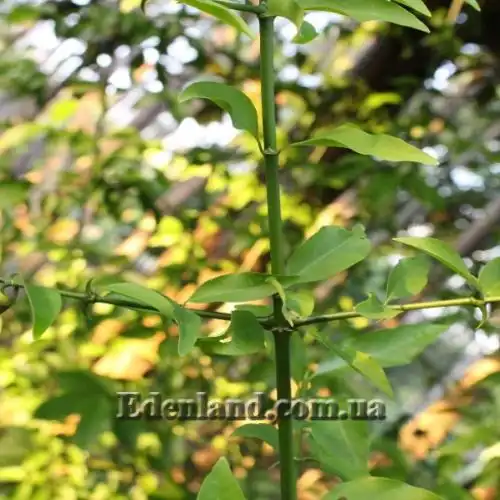 Изображение Оксицерос щетинистый - Oxyceros horridus