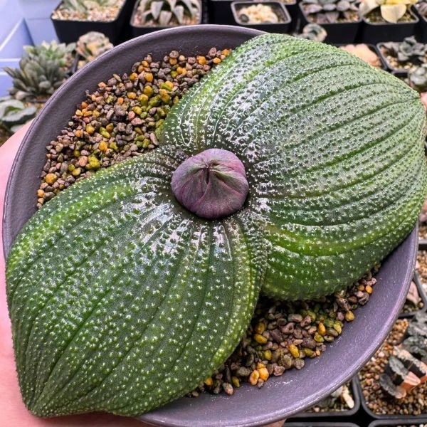 Изображение Массония пузырчатая  - Massonia pustulata 