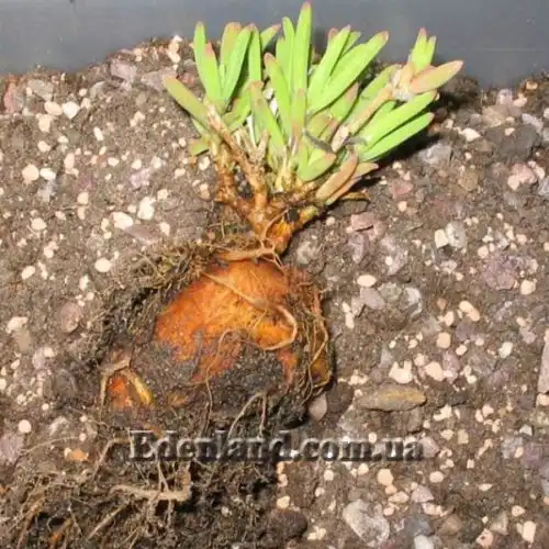 Изображение Местоклема крупнокорневищная - Mestoklema Macrorhiza