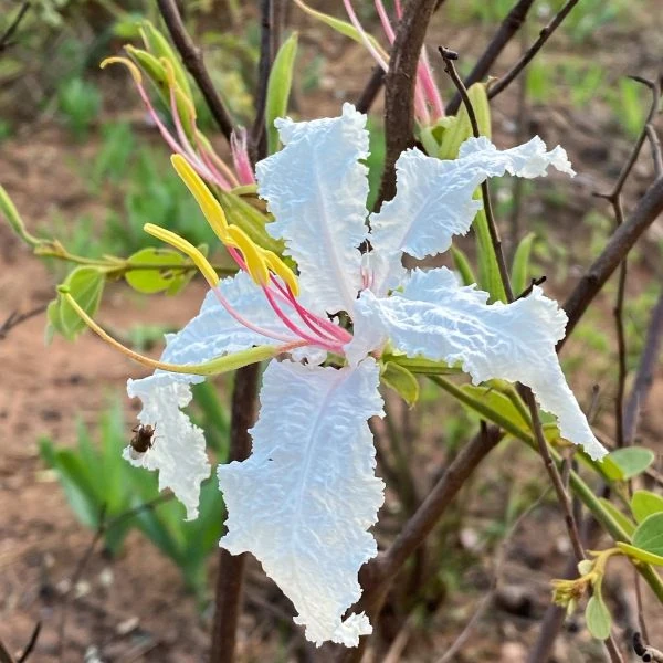 Баухиния Петерсона  - Bauhinia petersiana