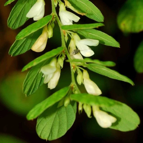 Зображення Філлодій гарний - Phyllodium pulchellum 