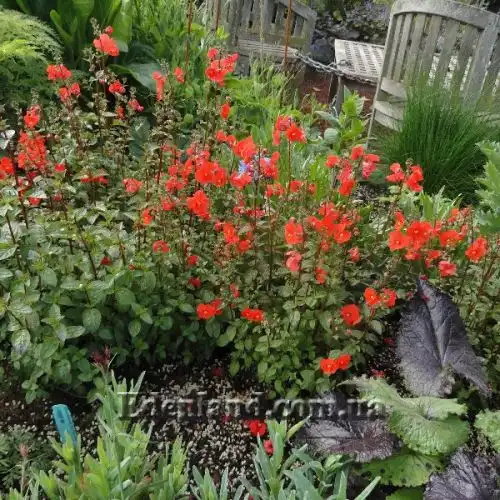 Изображение Алонсоа южная  - Alonsoa meridionalis