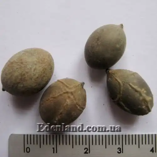 Изображение семена