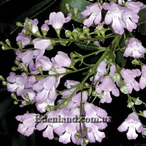 Зображення Простантера косматоквіткова - Prostanthera lasianthos