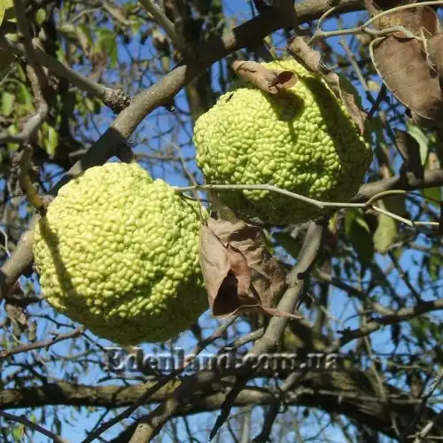 Изображение созревание плодов осенью