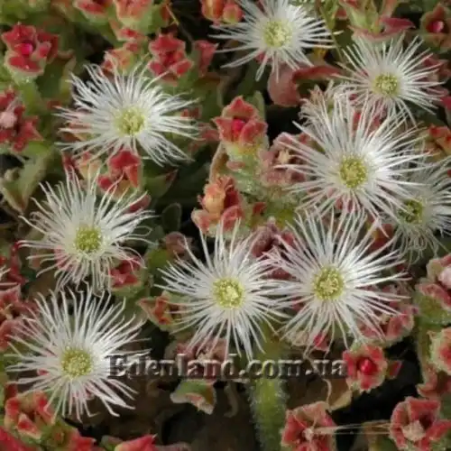 Изображение Мезембриантемум хрустальный - Mesembryanthemum crystallinum