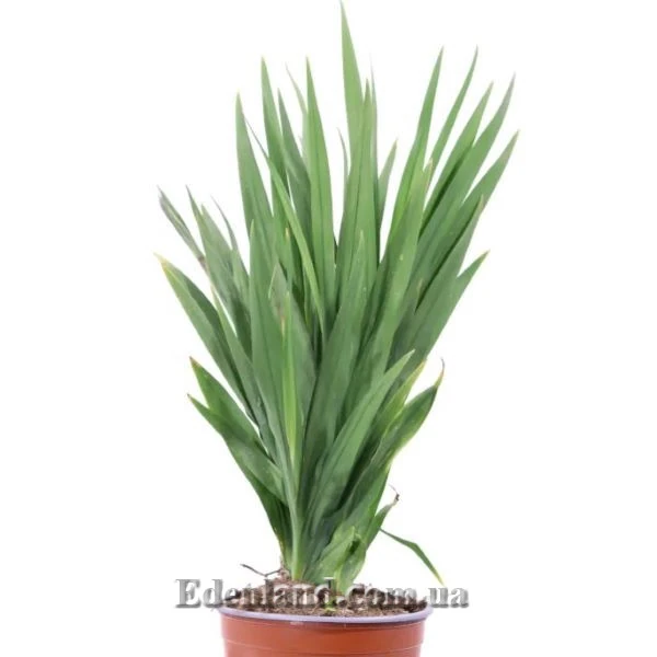 Изображение растение в горшке