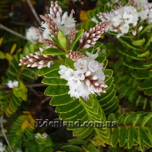 Изображение Вероника Эллиптическая - Veronica elliptica