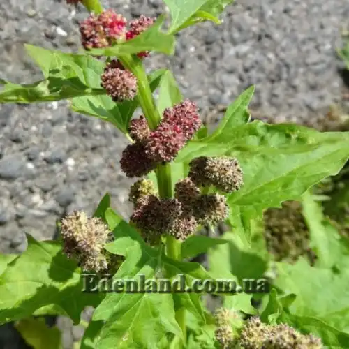 Изображение Блитум головчатый - Blitum capitatum