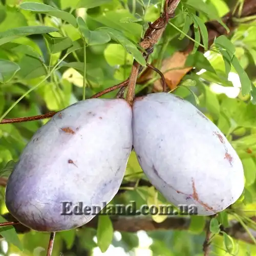 Зображення плоди