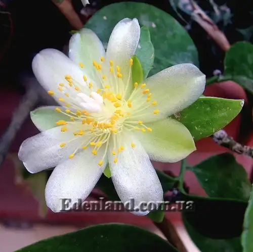 Изображение цветок