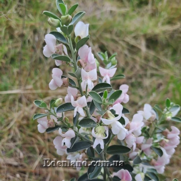 Изображение Подалирия миртолистная  - Podalyria myrtifolia