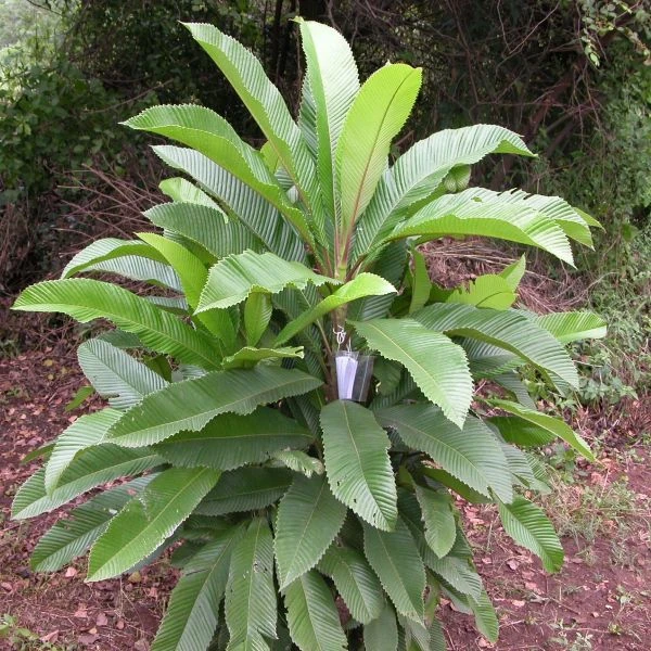 Изображение Дилления пятипестичная  - Dillenia pentagyna 