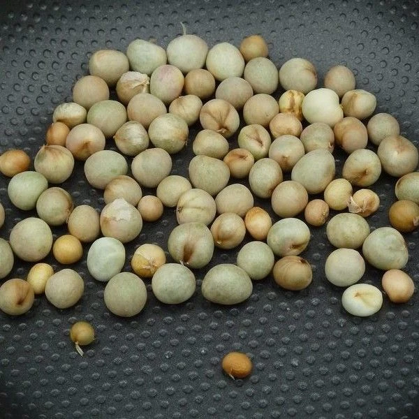 Изображение Боофона двухрядная  - Boophone disticha