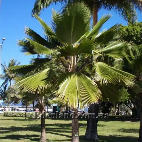 Изображение Притчардия тихоокеанская - Pritchardia pacifica