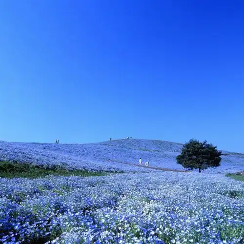 Зображення Поля немофіли