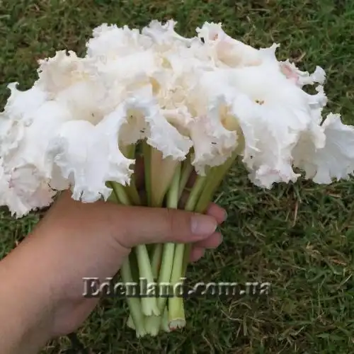 Изображение Долихандрона мелкопильчатая - Dolichandrone serrulata