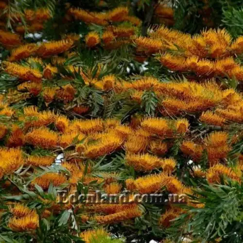 Изображение Гревиллея мощная - Grevillea robusta 
