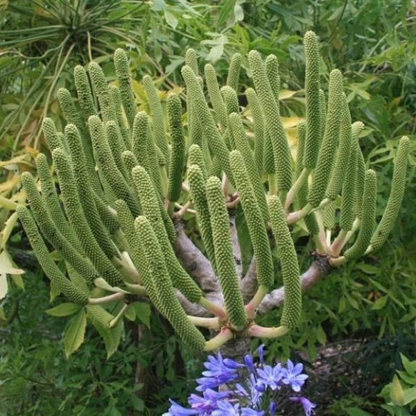 Зображення Куссонія колосовидна - Cussonia spicata 