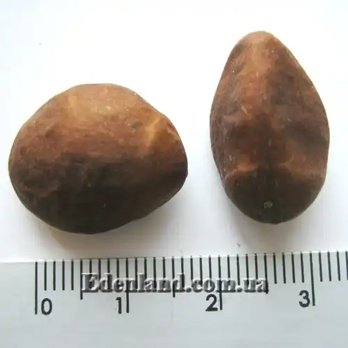 Изображение семена