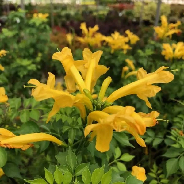 Изображение Текомария капская  - Tecomaria capensis