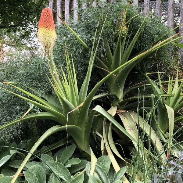 Зображення Кніпхофія Норт - Kniphofia northiae
