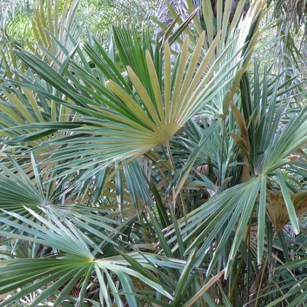 Зображення Гуйхайя срібляста - Guihaia argyrata 