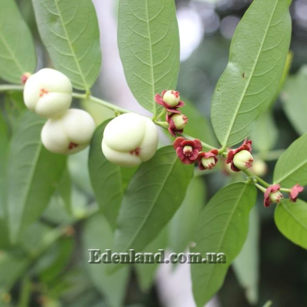 Изображение плоды и цветы