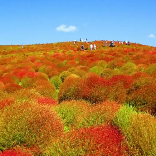 Зображення Прогулянки серед кохій
