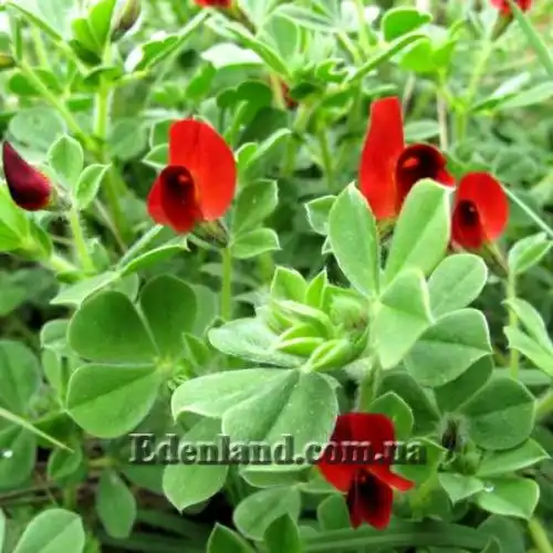 Изображение Четырехкрыльник пурпурный - Tetragonolobus purpureus