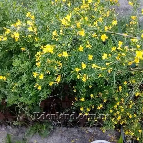 Зображення Жасмин чагарниковий - Jasminum fruticans
