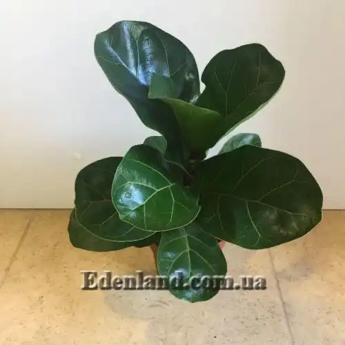 Изображение Фикус лировидный сорт Bambino - Ficus lyrata