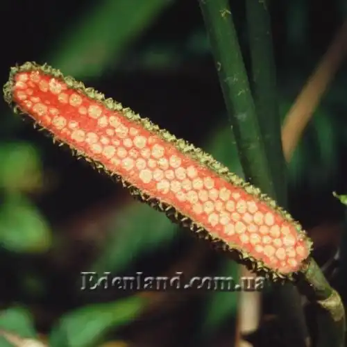 Изображение плод в разрезе