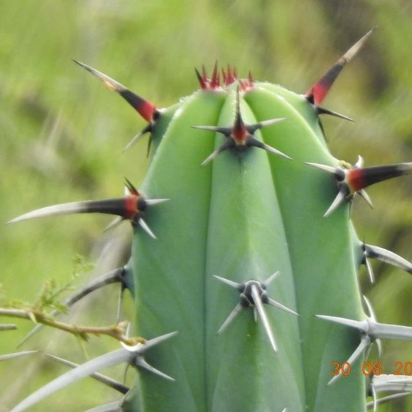 Зображення Міртилокактус геометричний - Myrtillocactus geometrizans 