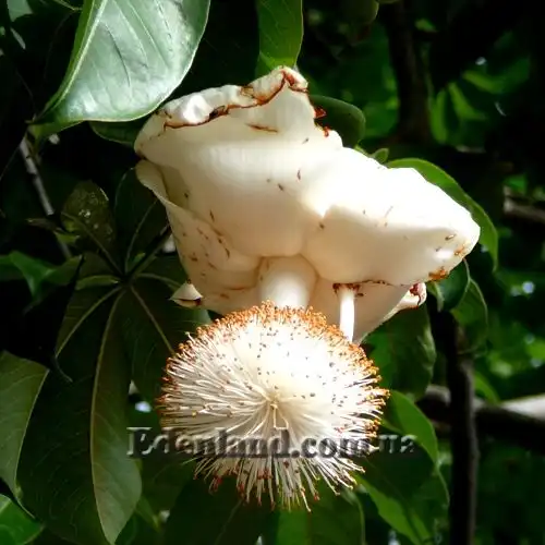 Зображення цветок