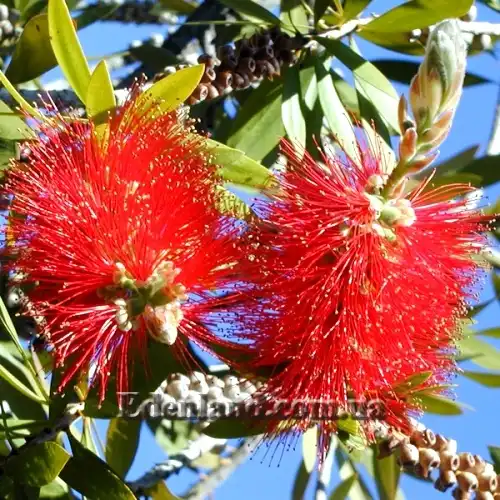 Изображение цветение