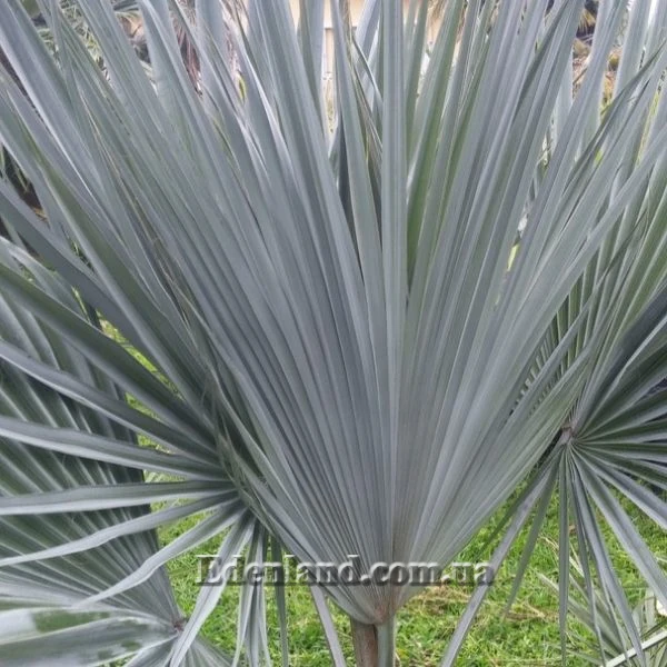 Изображение лист